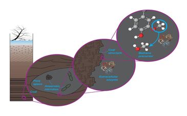 مکانیسم ایجاد زغال سنگ ممکن است متفاوت از آنچه باشد که قبلاً تصور می شد