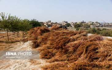 بومی‌سازی فناوری تبدیل ضایعات کشاورزی به زغال زیستی در ایران/از اصلاح خاک تا صنایع فولاد