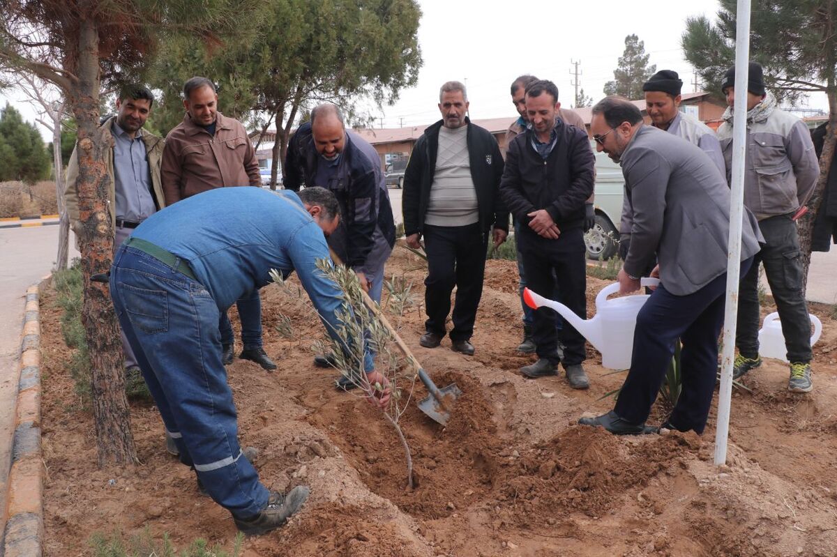درختکاری، گامی در جهت حفظ محیط زیست