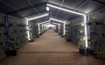 مسیر عبور کارکنان فولاد هرمزگان با طراحی سبز بازآفرینی شد